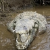 crocodile_american_tar_v_1593_cos2596.jpg